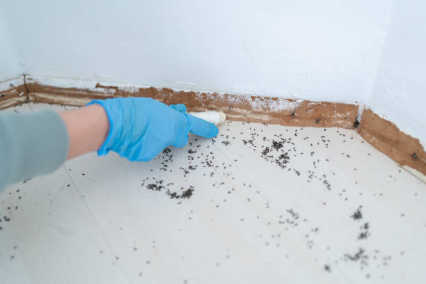 Best Best Pest Control Companies  in Dry Ridge, OH